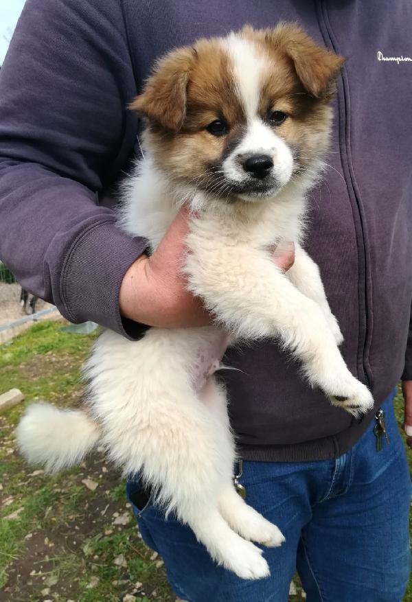 Peter Cucciolo Taglia Piccola Simil Volpino